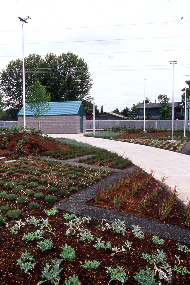 Landscape design with grometric beds and low decorative grasses